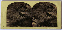 T. Nevin stereo of ferns 1868 T. Nevin stereo of ferns 1868