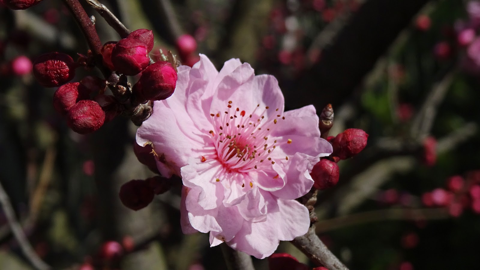 Melbourne Fresh Daily MELBOURNE STREET TREES 124 FLOWERING PLUM