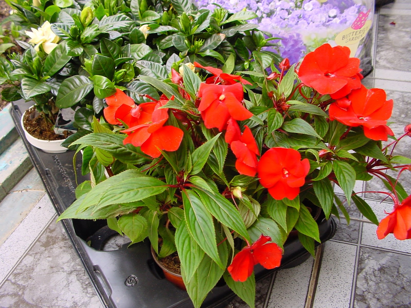 Son plantas de pequeño tamaño, con pocas flores, contenidas en Son plantas de pequeño tamaño, con pocas flores, contenidas en