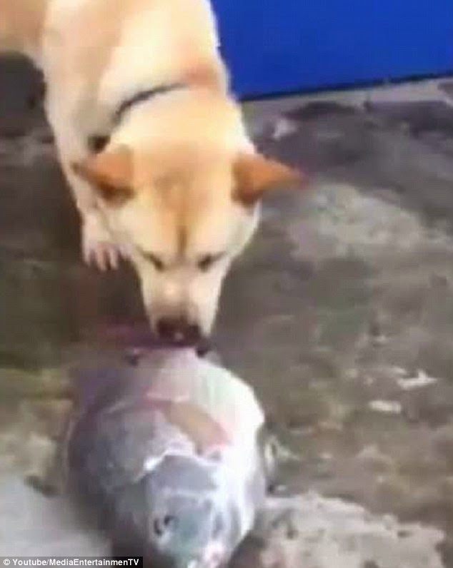 DOG DESPERATELY TRIES TO REVIVE FISH STRANDED ON THE BEACH