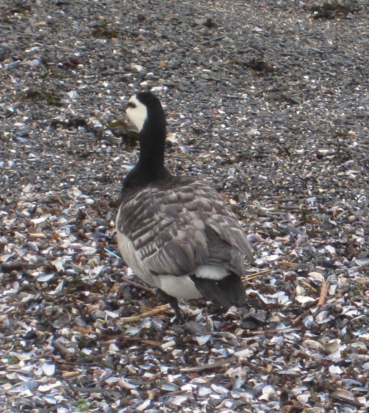 Cannundrums Barnacle Goose