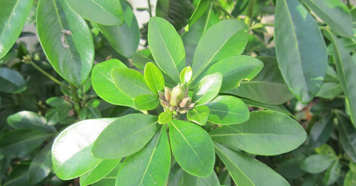 Herbier Du Jardin Elaeagnus