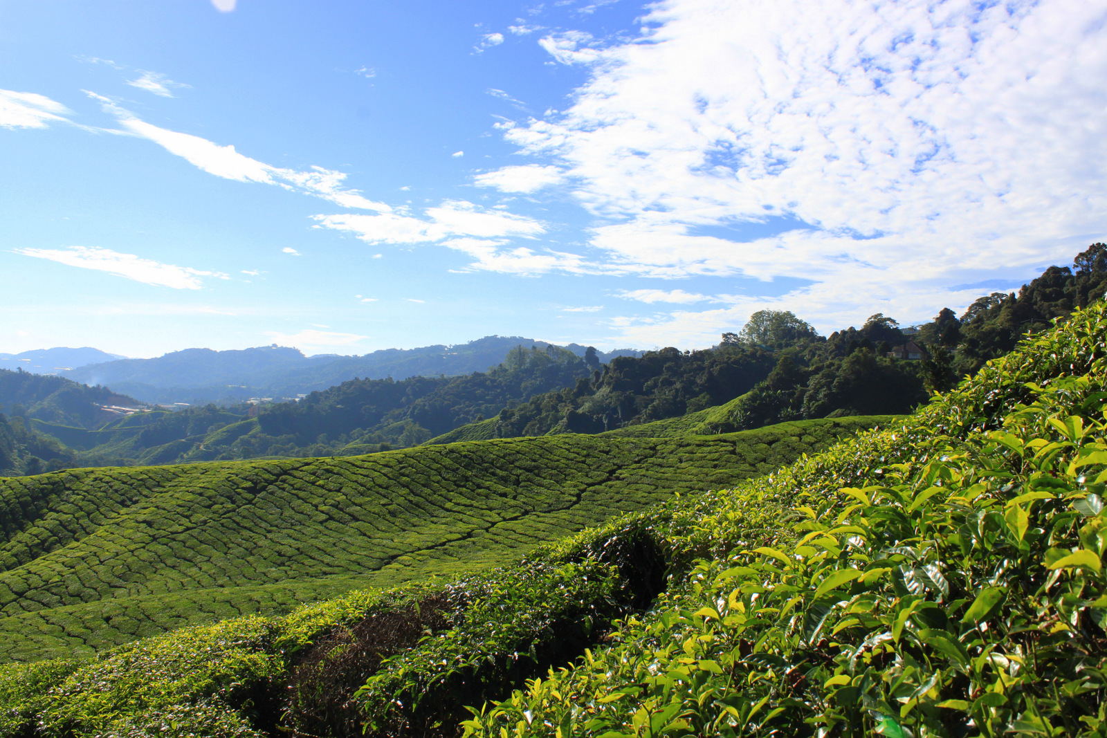 Cameron Highlands - Plantation de thé