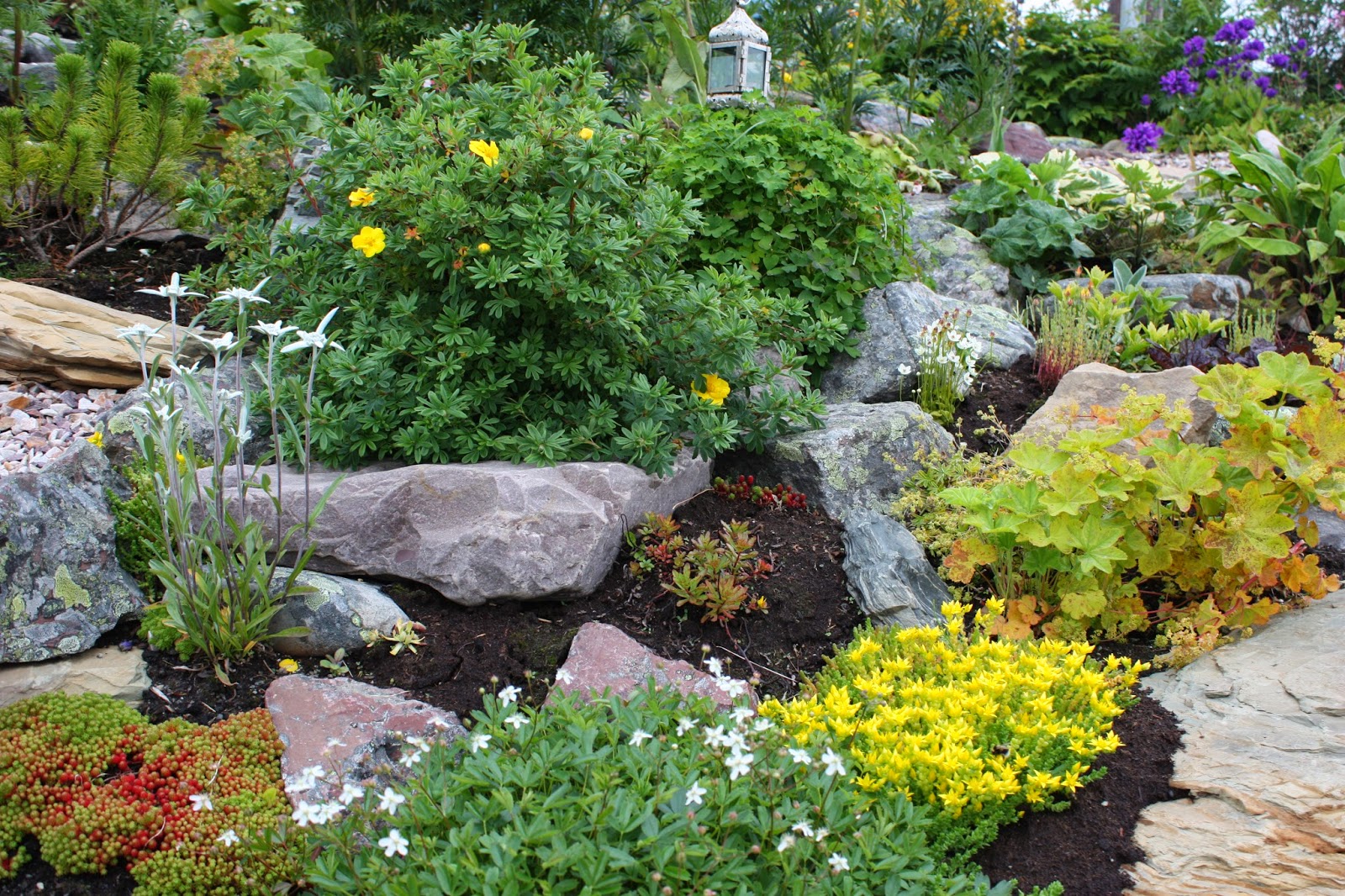 Potentilla Shrub Shrub Dazifora Or Kuril Tea Planting And Care