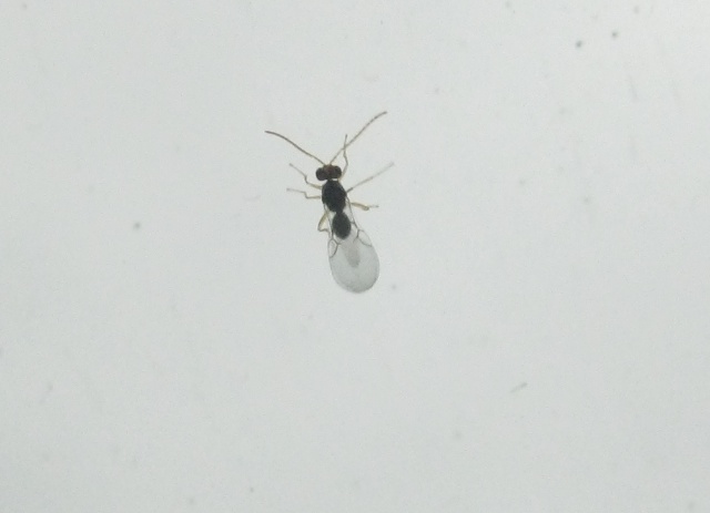 How To Test A Room For Bed Bugs How To Test A Room For Bed Bugs