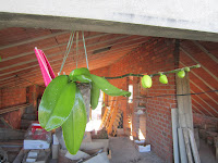 orquideas orquideas