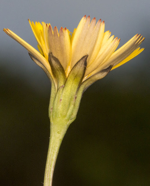 Flower of Lesser Hawkbit, Leontodon saxatilis.  Ashdown Forest, 17 August 2012.