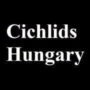 Cichlids Hungary