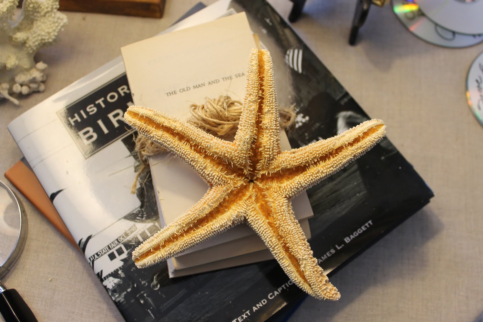 Do It Yourself Whimsical Starfish Miss Kopy Kat