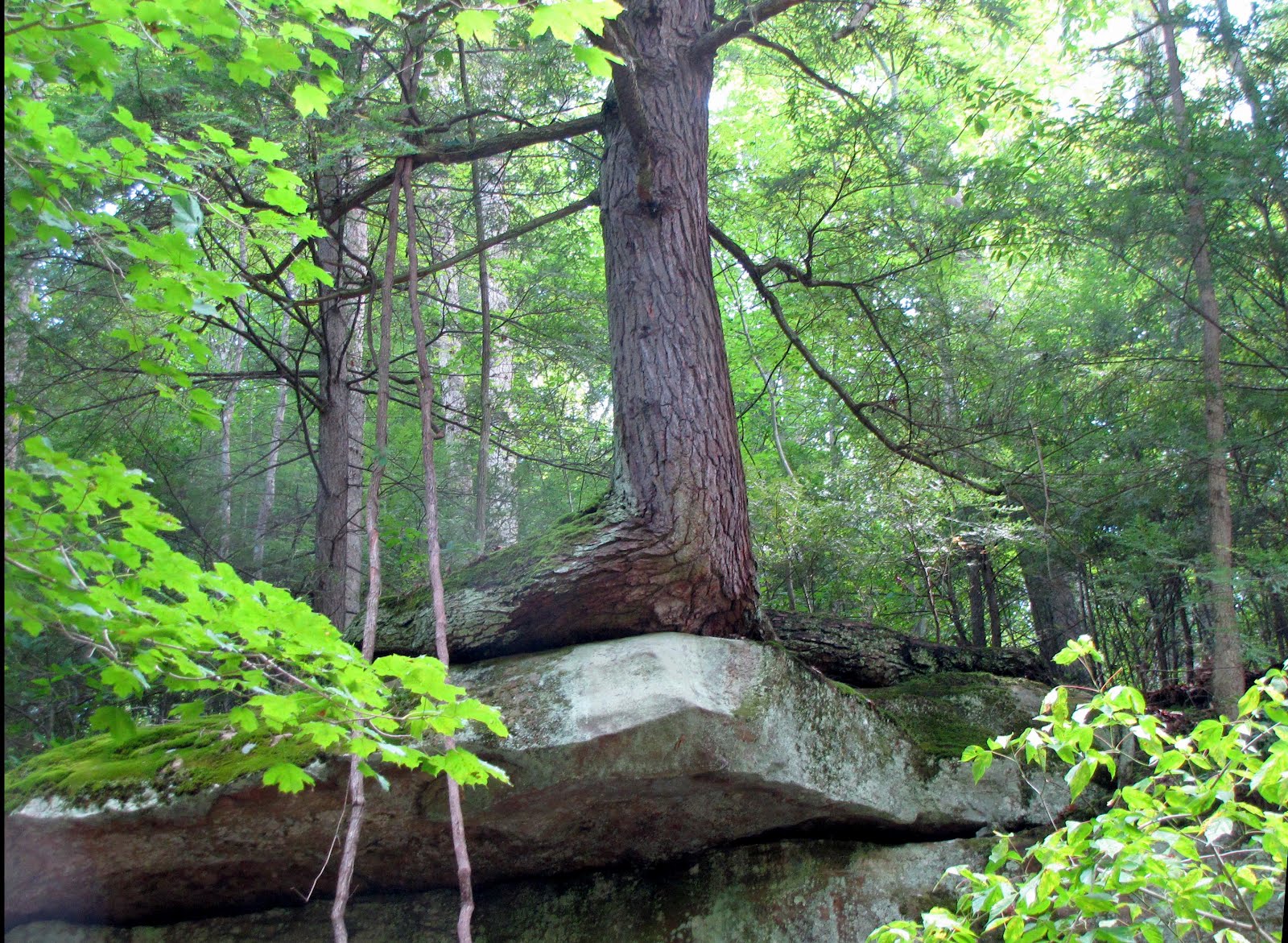 My Secret Cabin In The Woods Of West Virginia Trees