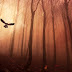 Wallpaper Owl Forest