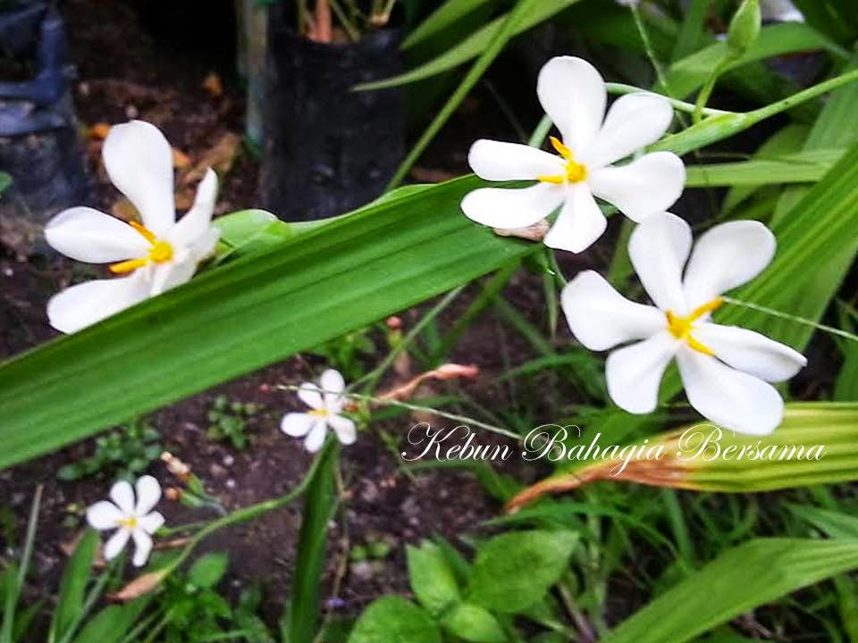Bawang Dayak / Bawang Serai / Tampaka Eleutherine palmifolia Bawang Dayak / Bawang Serai / Tampaka Eleutherine palmifolia