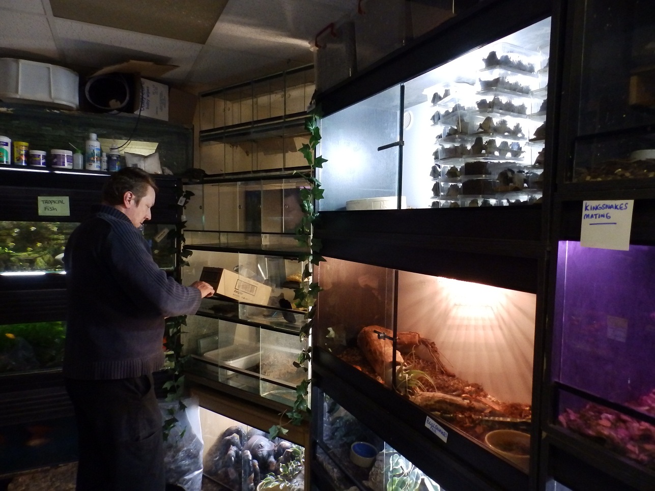 Reptiles Amphibians & Fish NEW AMPHIBIAN SET UPS AT ENFIELD STORE