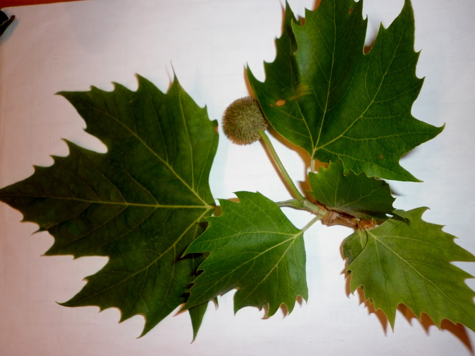Árboles Ornamentales de Almería Plátano de sombra o plátano de paseo