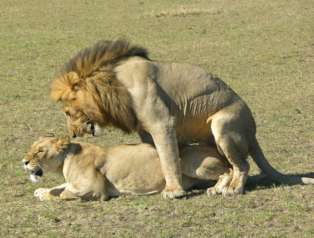 Löwen in der Masai Mara