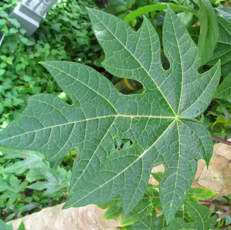 Daun Pepaya 7 Manfaat Daun Pepaya untuk Kesehatan
