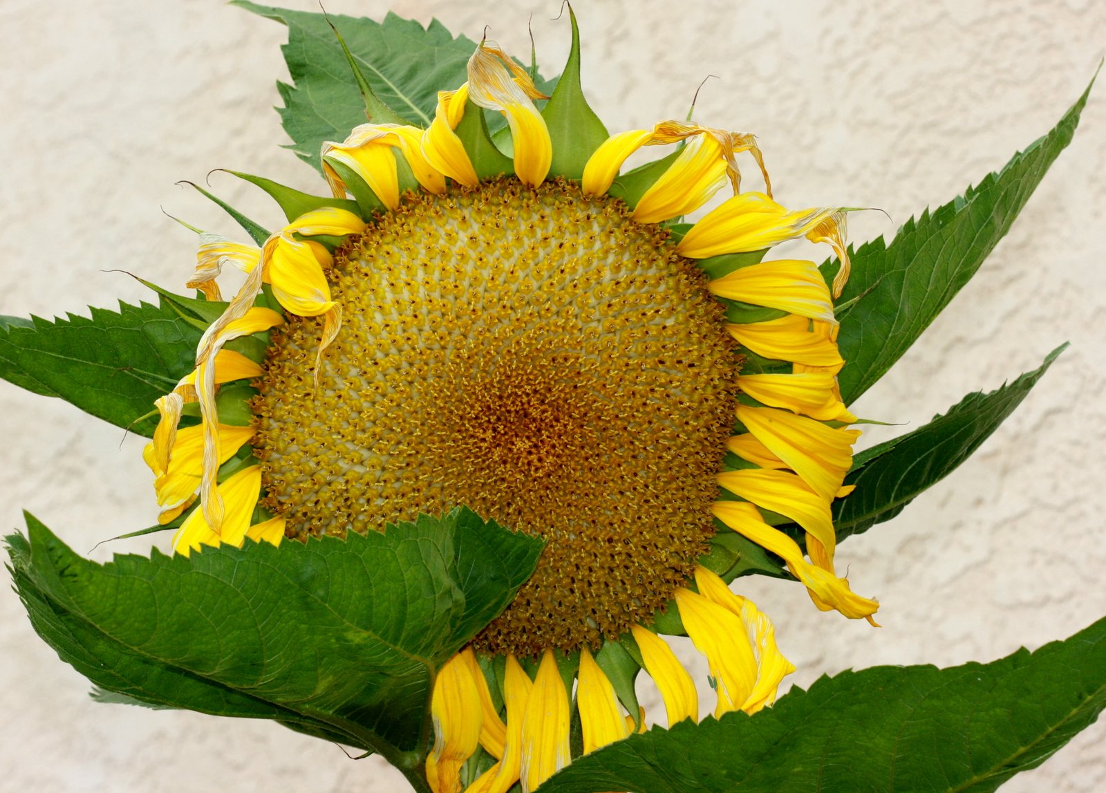 Mission Nature, San Diego, CA Sunflower head