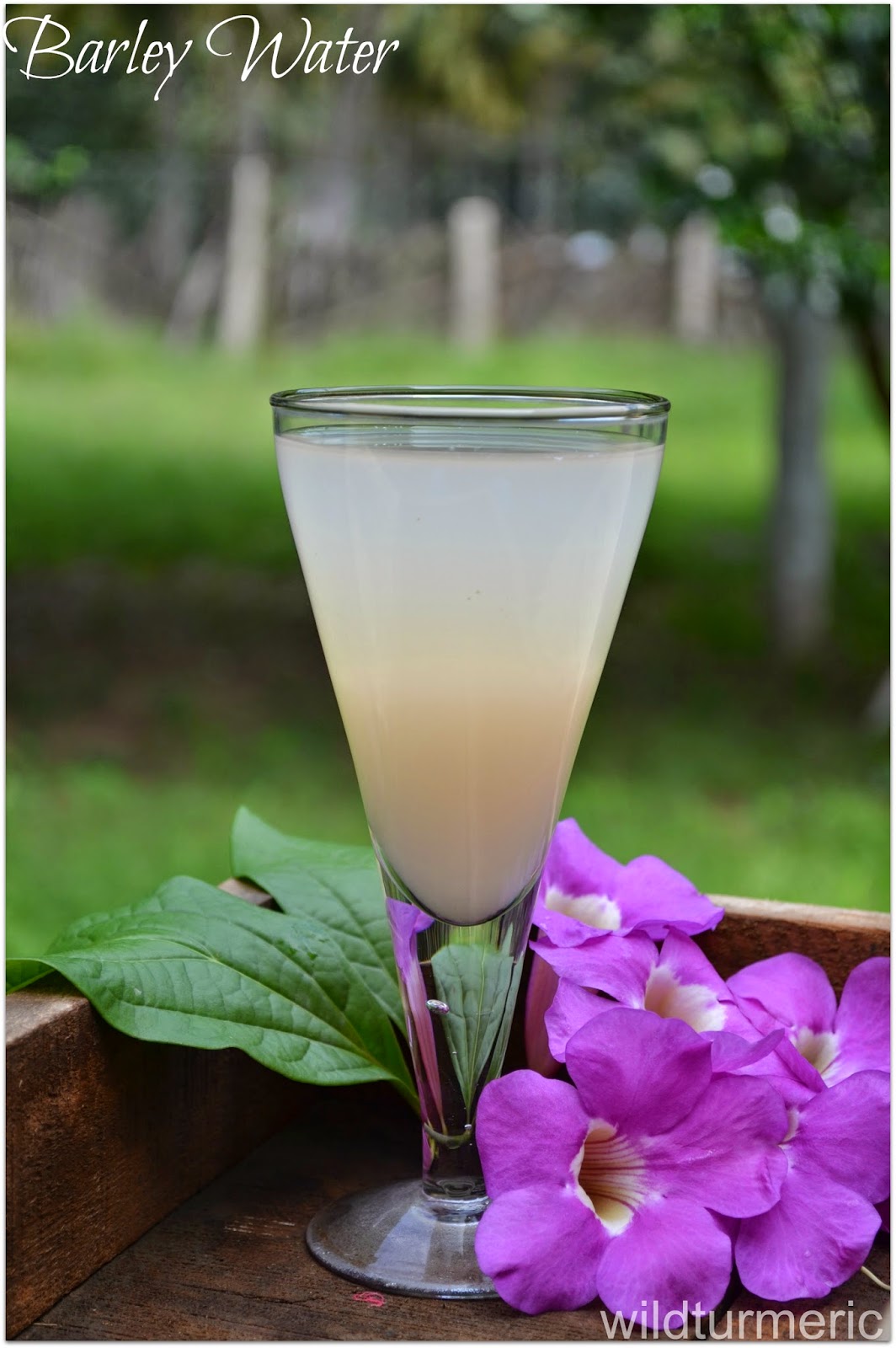 wildturmeric Barley Water Recipe for Weight Loss, Uti, Kidney Stones