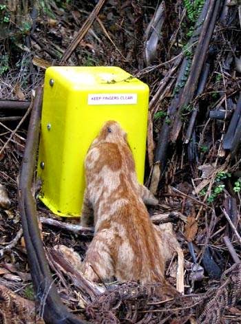 Humane Cat Trap Nz Humane Cat Trap Nz