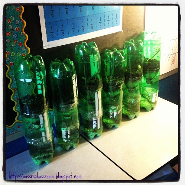 Miss R's Room Ecosystems Terrariums