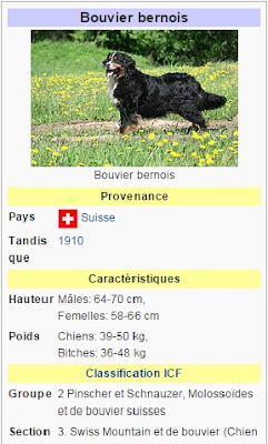 bouvier bernois bouvier bernois