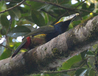 Spot-Billed Toucanet Male, Selenidera maculirostris