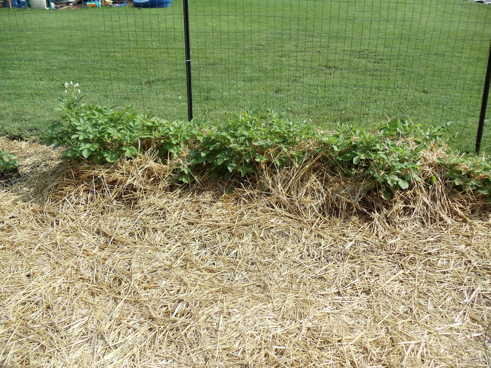 Learning The Frugal Life Growing Potatoes In Straw