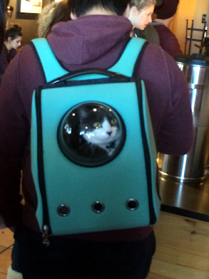 cat in a rucksack with viewing window