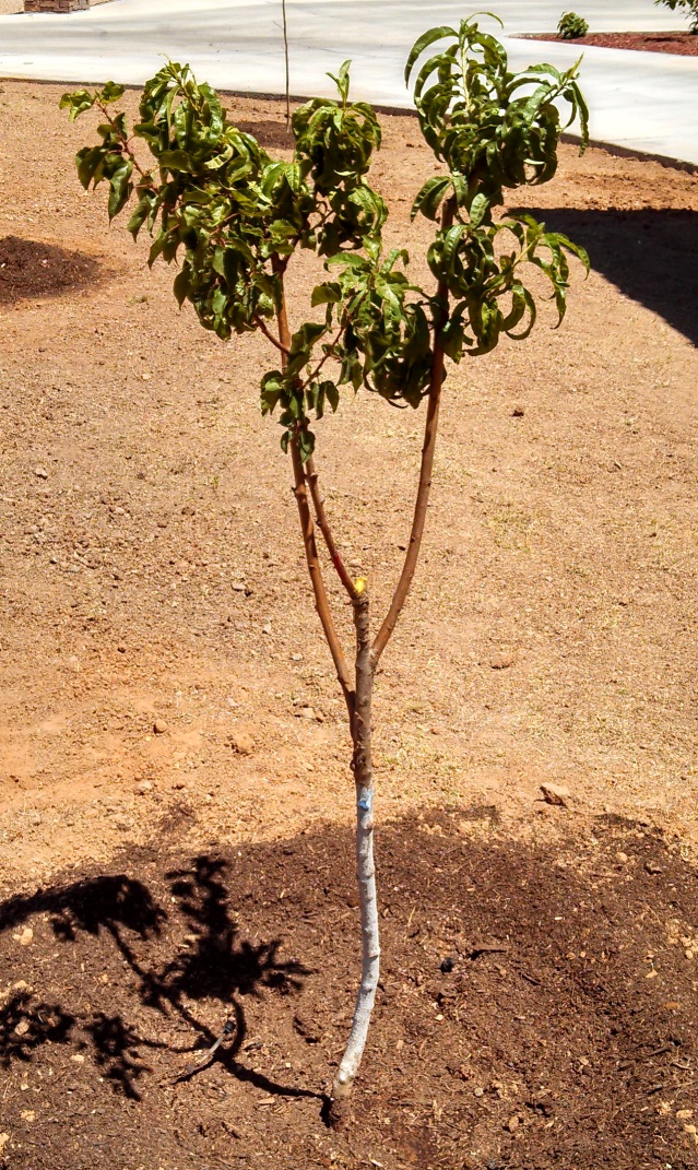 Wild Fiction Apricot Nectarine Peach Fruit Cocktail Tree