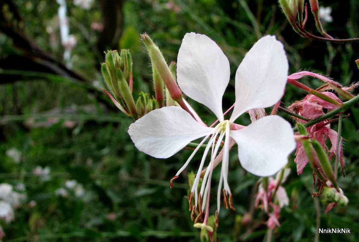 1 Kg Mix Semi Fiori Selvatici Per Prato - Amici Delle Api, Annuali, Facile Coltivazione, Per Giardini E Campi - Foto 8