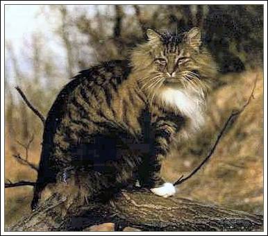 Can Cats Ser Color Can Cats Ser Color