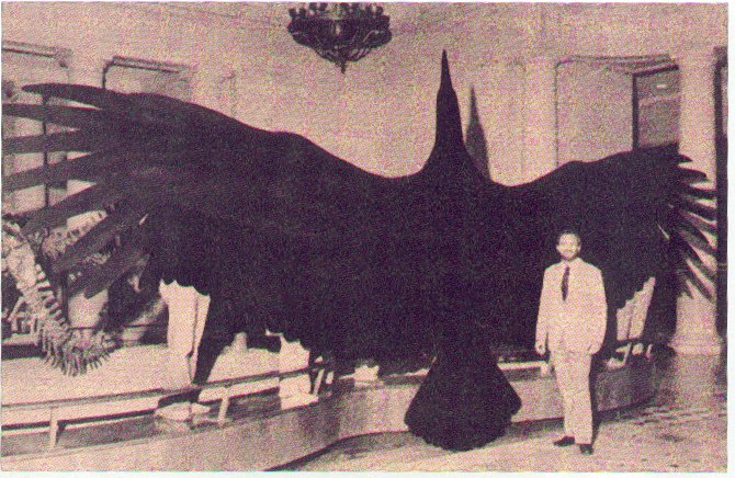 Image result for biggest bird in the world