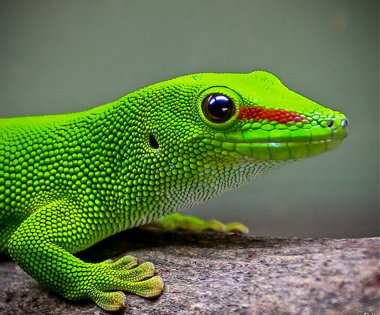 Alam Mengembang Jadi Guru: Beauty of Colourfull Lizards