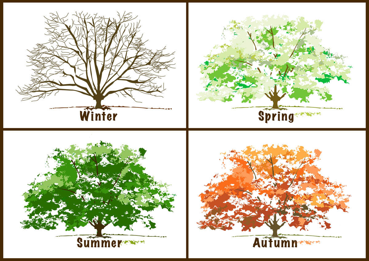 4th Grade English: The four seasons