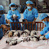Nacen 14 pandas por inseminación artificial en China 
