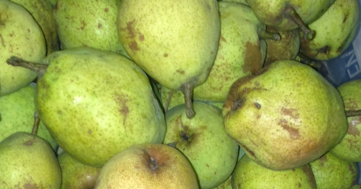 Gidget's Garden When the pears fall, make hard cider