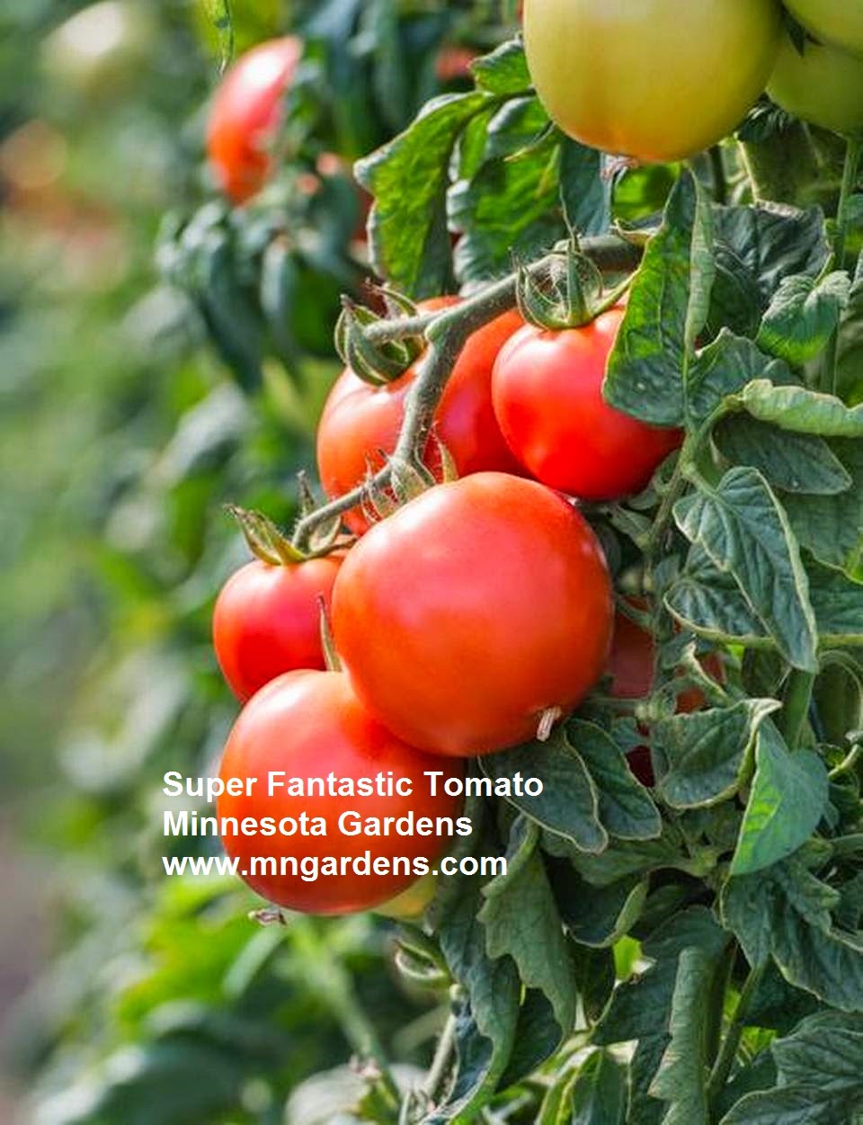 YOUR MINNESOTA GARDEN 2015 Top Picks For Minnesota Gardens Tomatoes
