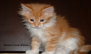 Maine Coon Cat Paws Free Download Wallpaper