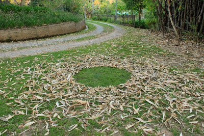 Circle made by sweeping or removing fallen leaves on a lawn, by Strijdom van der Merwe