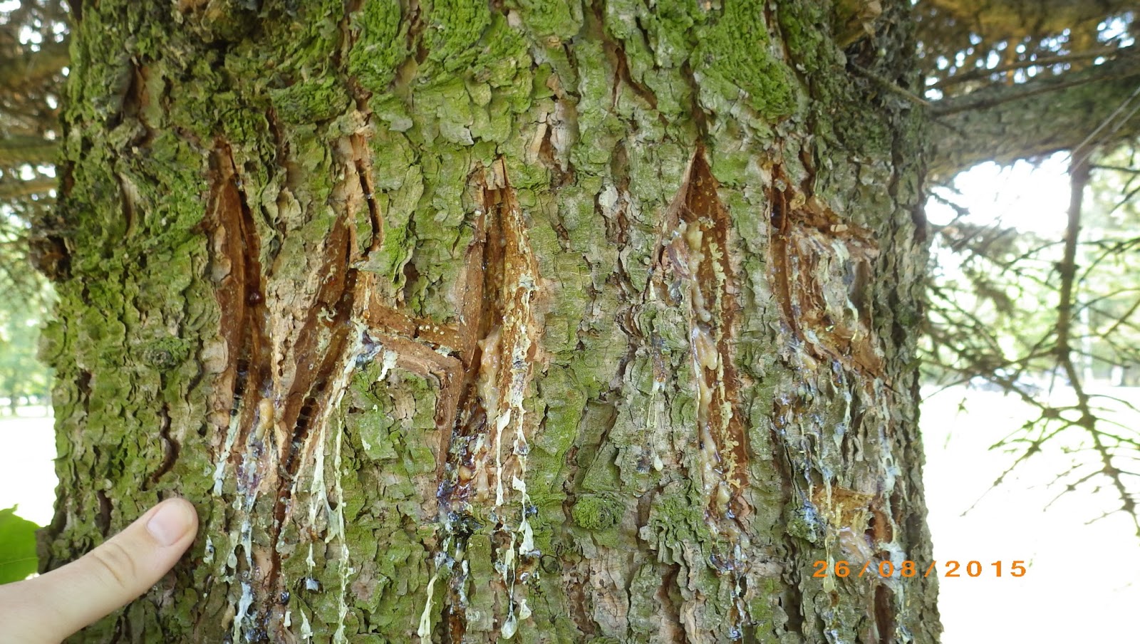 Urbandendro Marking of trees