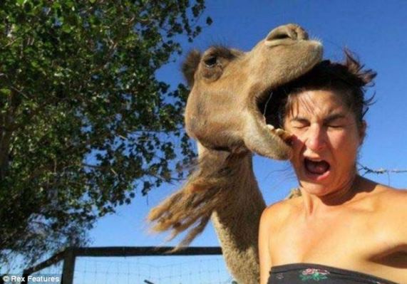 FUNNY PHOTOS: When Animals Attack Human | This is Kiyo and Filo Blog