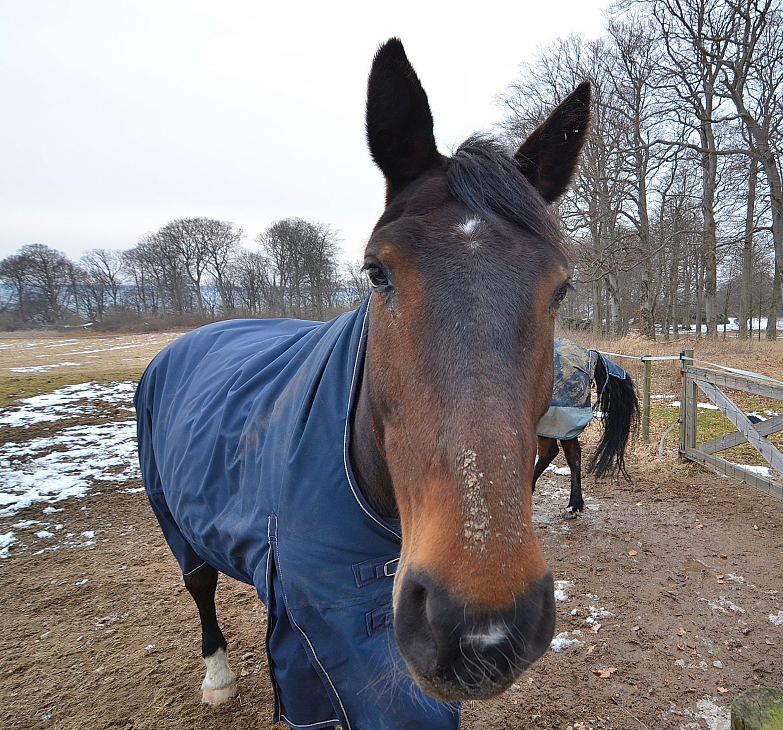 The Things I Enjoy Horses braving the cold weather at Kulla Gunnarstorp