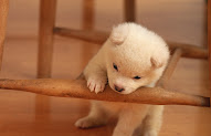 10+ Paling Top Cute Little Dog Wallpaper