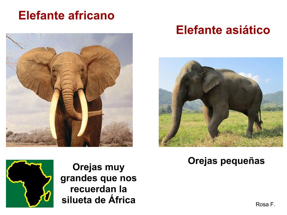 VIDA DE ELEFANTE vida de elefante: