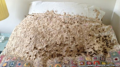 Ong bắp cày làm tổ trên giường