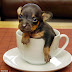 The Smallest Dog in the World!