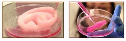 tissue engineering scaffold tissue engineering scaffold