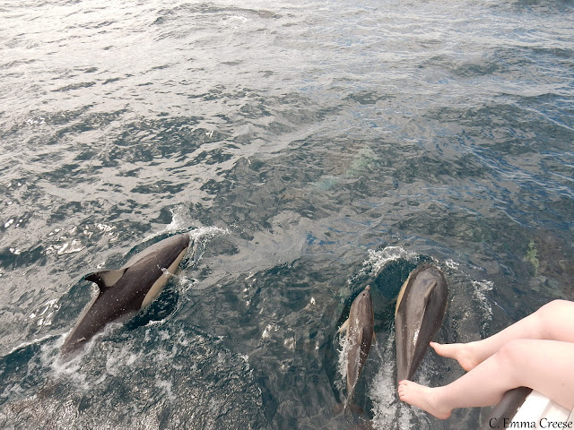 Wild dolphins in Tauranga New Zealand - Love Travel Linkup Wild dolphins in Tauranga New Zealand - Love Travel Linkup