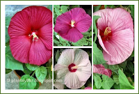 Colores de Hibiscus moscheutos