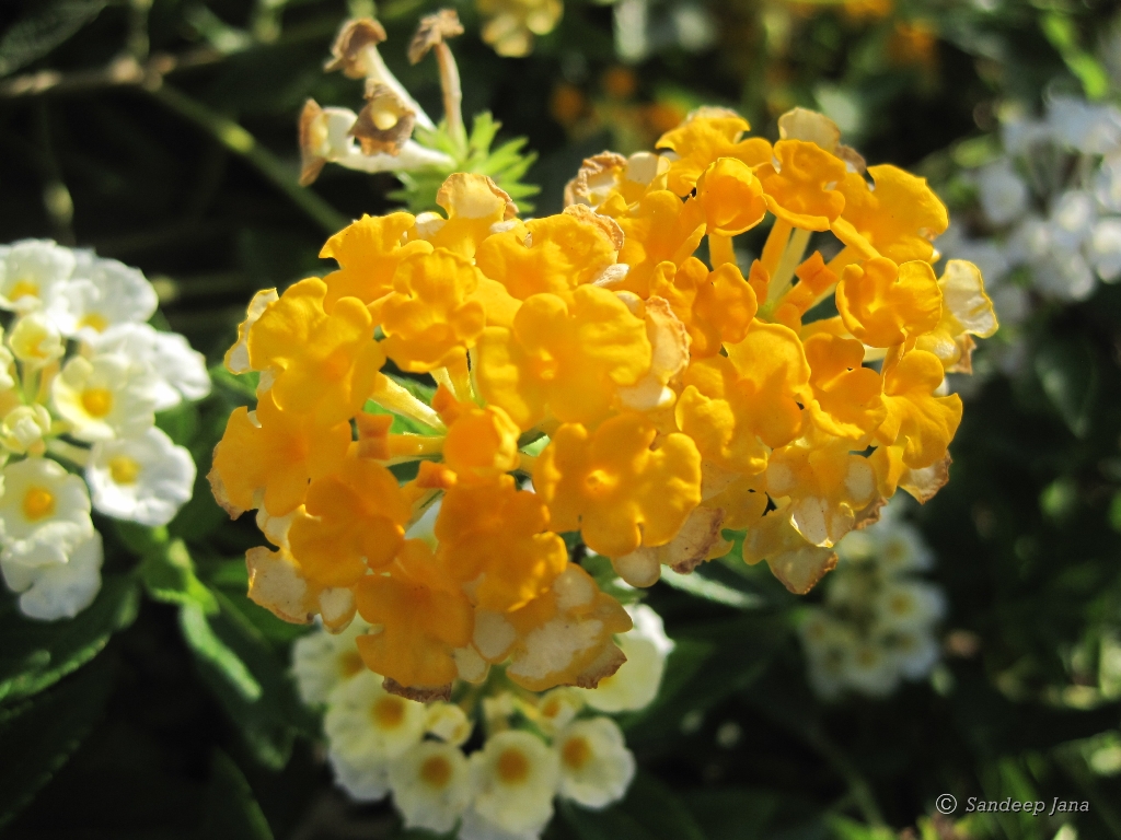 Colin Blogs Plants I M Growing First Blooms Buddleia Sungold